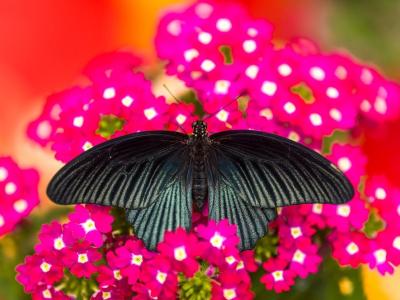Farfalla nera su fiori rosa vibranti, in un giardino colorato.
