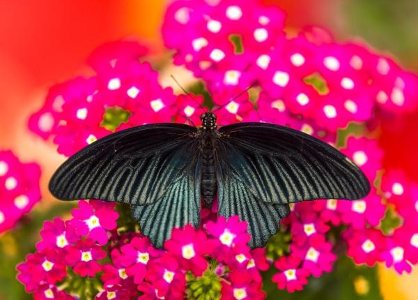 Farfalla nera su fiori rosa vibranti, in un giardino colorato.